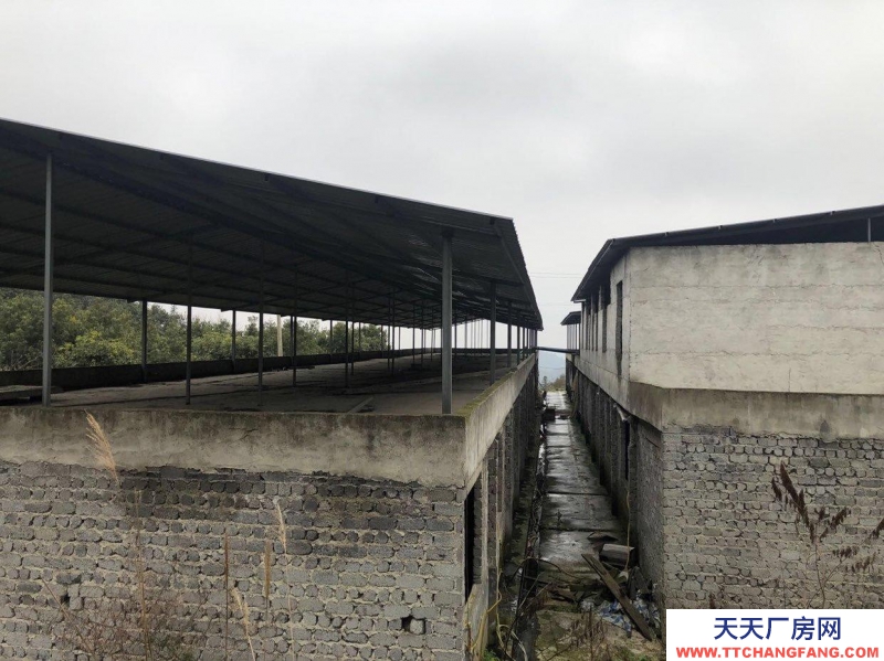 本廠房低價(jià)出售,三相電齊全,可用作養(yǎng)殖或加工