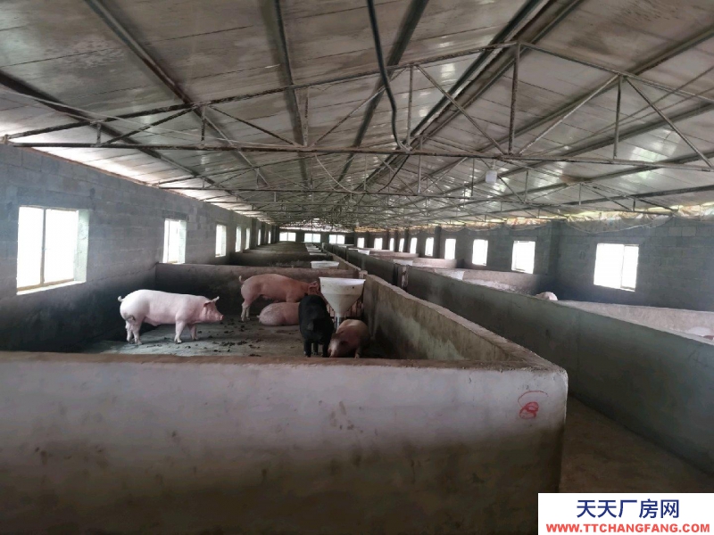 (出租) 養豬場出租，水電齊全，自己的養豬場，帶有120平米住房