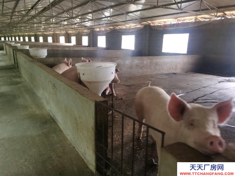 (出租) 養(yǎng)豬場(chǎng)出租，水電齊全，自己的養(yǎng)豬場(chǎng)，帶有120平米住房