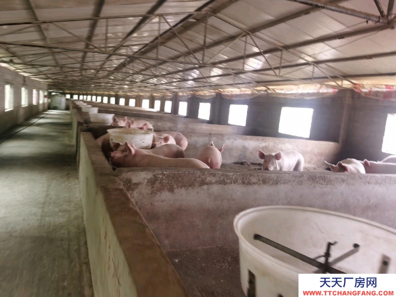 (出租) 養(yǎng)豬場(chǎng)出租，水電齊全，自己的養(yǎng)豬場(chǎng)，帶有120平米住房