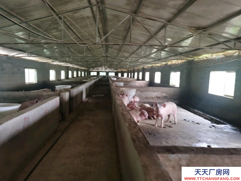 (出租) 養(yǎng)豬場(chǎng)出租，水電齊全，自己的養(yǎng)豬場(chǎng)，帶有120平米住房