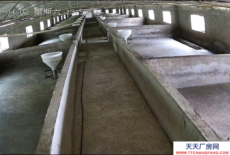 (出租) 養(yǎng)豬場(chǎng)出租，水電齊全，自己的養(yǎng)豬場(chǎng)，帶有120平米住房