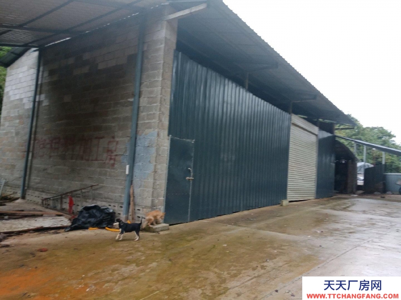 (出租) 本場地可規模養殖牛，農產品加工，房內可建冷庫及食用菌加工房