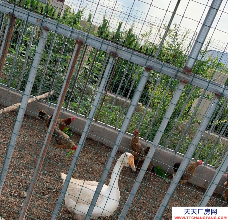 石家莊長安溫室大棚,果樹園,羊圈牛棚雞舍等