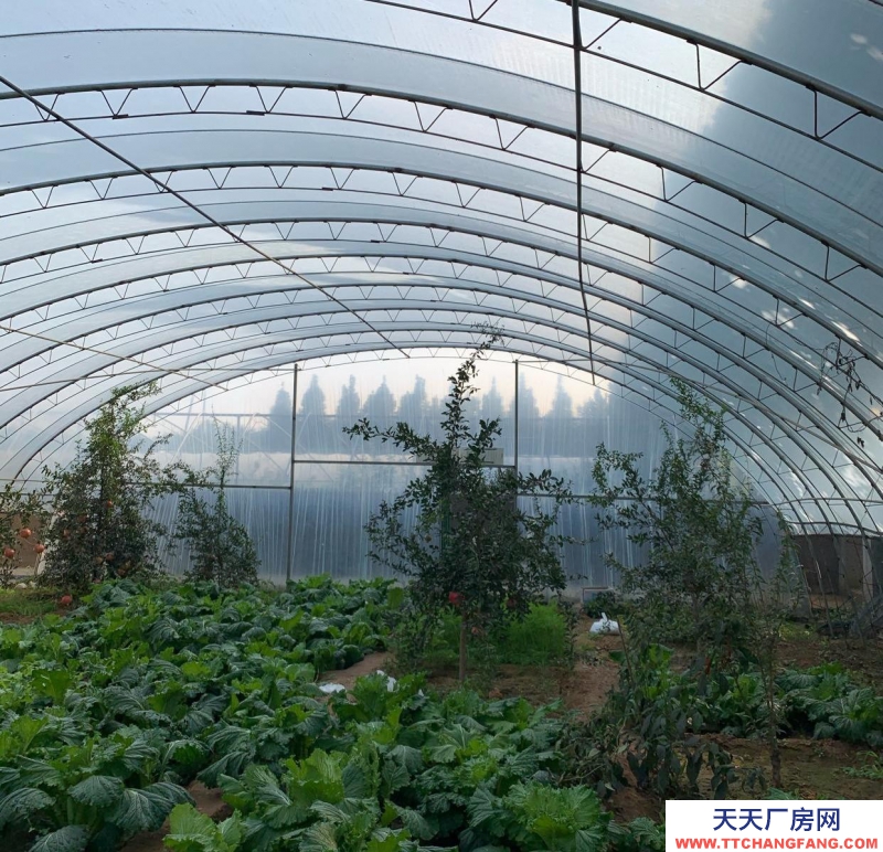 石家莊長安溫室大棚,果樹園,羊圈牛棚雞舍等