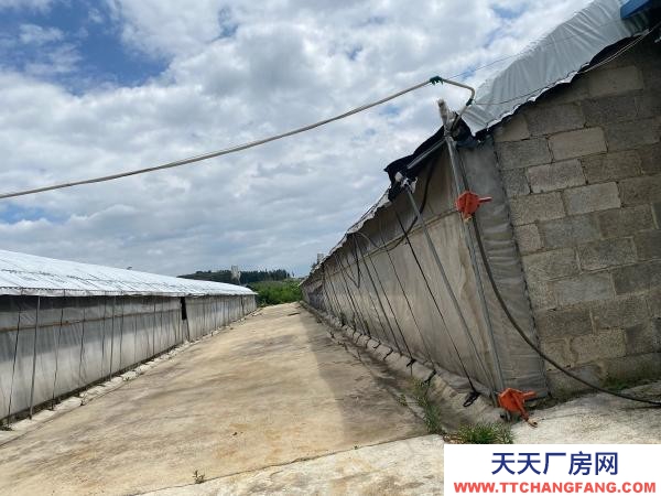 (出租) 紅河自己養(yǎng)雞，了，交通水電都方便，周邊無污染環(huán)境