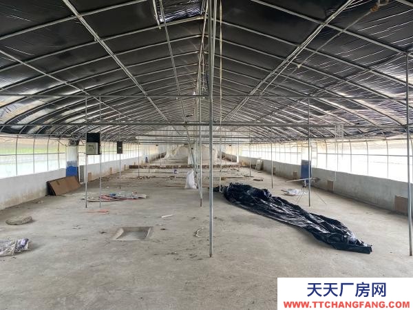 (出租) 紅河自己養雞，了，交通水電都方便，周邊無污染環境