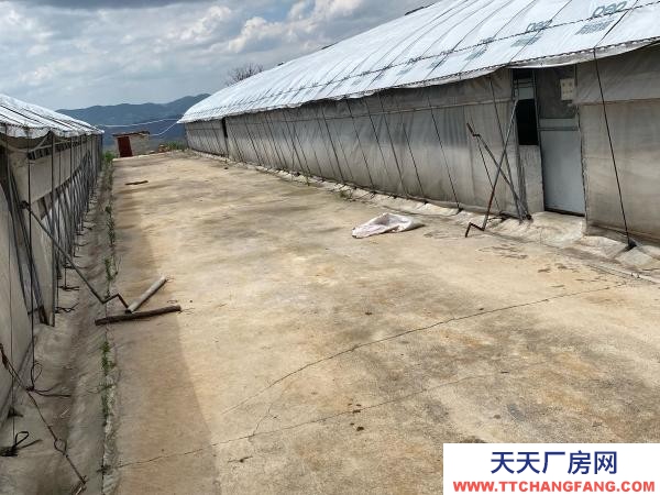 (出租) 紅河自己養雞，了，交通水電都方便，周邊無污染環境