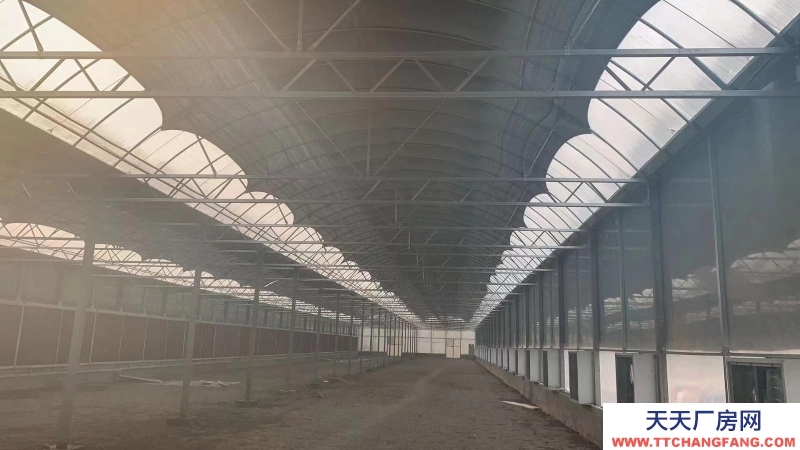 淄博淄川地鋼結(jié)構(gòu)大棚一個(gè)，110*25米。可做廠房也可當(dāng)大棚用