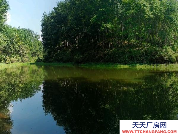 (出租) 養殖場，魚塘，倉庫，住房，面積約20畝