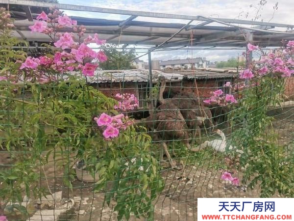 (出租) 可做廠房,倉儲,苗圃,農家樂,露天籃球或足球教學場地