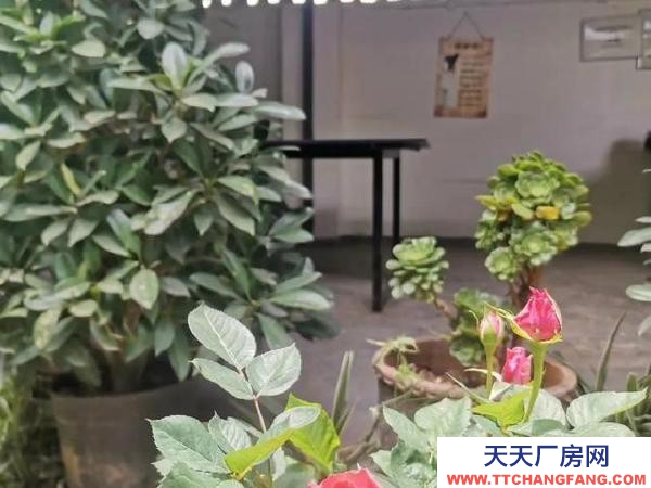 (出租) 可做廠房,倉儲,苗圃,農家樂,露天籃球或足球教學場地