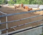 (出租) 廠地大，廠房多以前是養殖的，可辦養殖