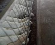 (出售) 十堰茅箭羊場,可以喂千頭以上,也可以放養