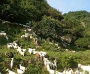 (出售) 十堰茅箭羊場(chǎng)，可以喂千頭以上，也可以放養(yǎng)