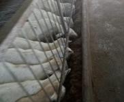 (出售) 養(yǎng)殖場，圈養(yǎng)也可以放養(yǎng)，養(yǎng)羊能上一千頭以上