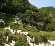 (出售) 十堰鄖西周邊,適合養(yǎng)殖,價格面議