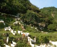 (出售) 十堰鄖西周邊，適合養(yǎng)殖，價格面議