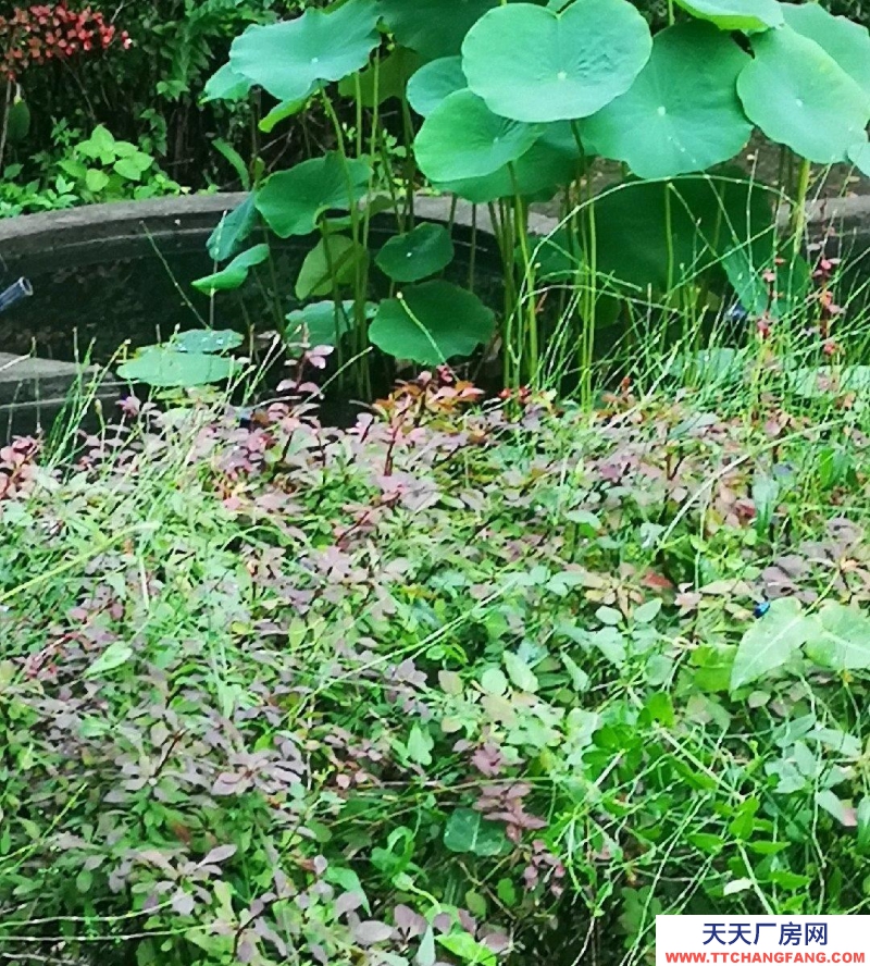 保定 雄縣 本住房可辦公，住宿，停車