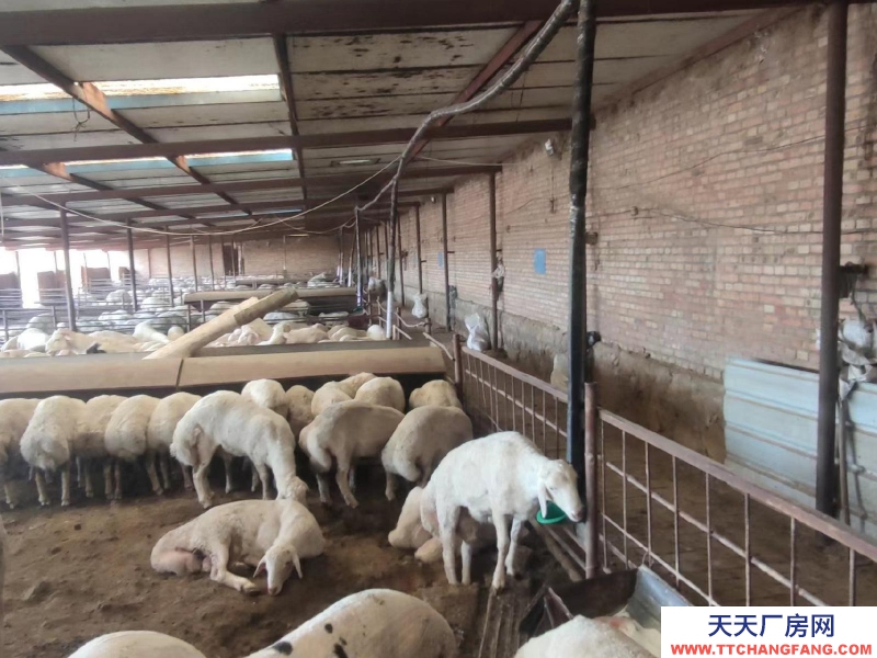 (出租) 場地出租 現有龍泉鎮東關村洋墩河東公路南側