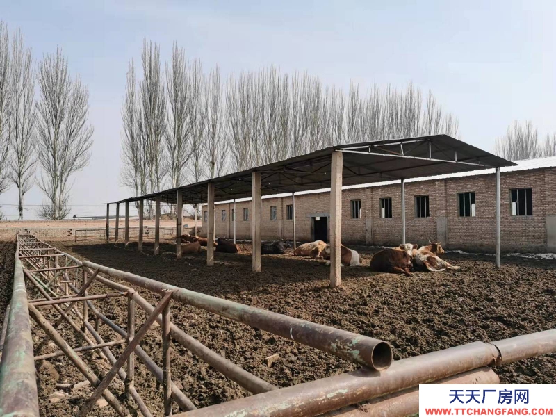 (出售) 大紅本，水電齊全，住房，糧庫，牛舍，晾場，草場，糞場齊全