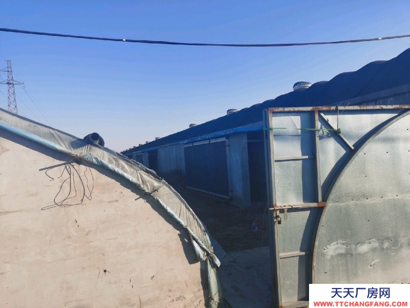 唐山 古治 出租養豬大棚3個共2600平米，成套的養豬設備齊全。