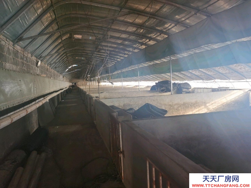 唐山 古治 出租養豬大棚3個共2600平米，成套的養豬設備齊全。