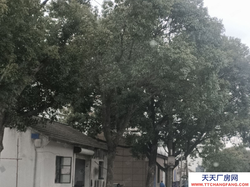 寧波北侖(出售) 出售北侖廠房面積9.37畝，出售價2680萬，土地方正位置好