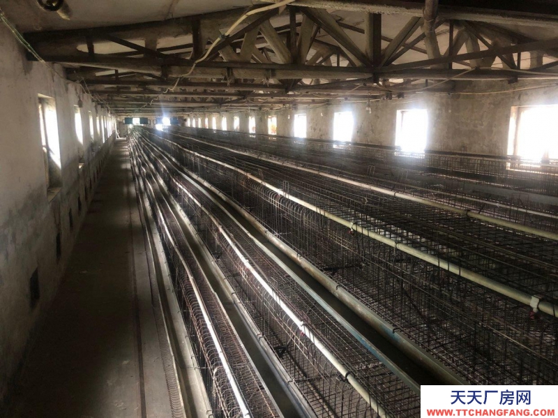 (出租) 出租廠房 房租相當(dāng)便宜可做養(yǎng)殖物流驛站餐飲