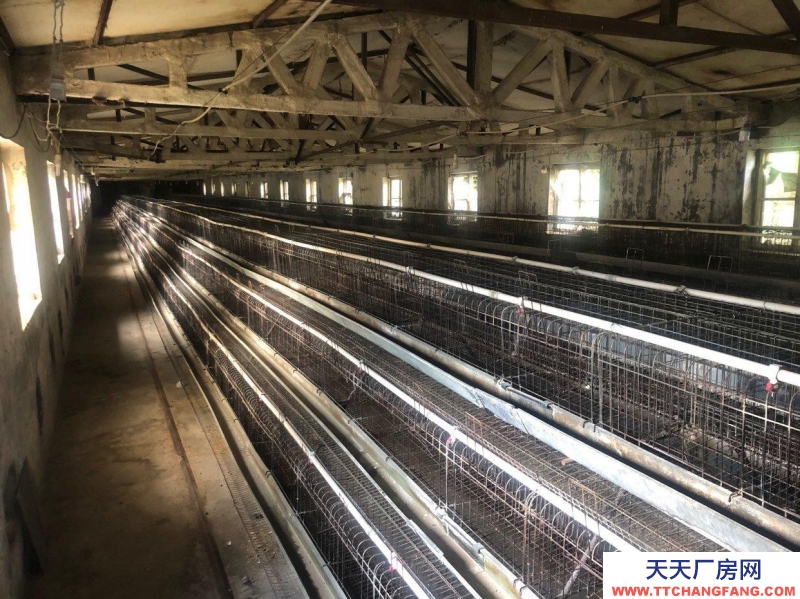 (出租) 出租廠房 房租相當(dāng)便宜可做養(yǎng)殖物流驛站餐飲