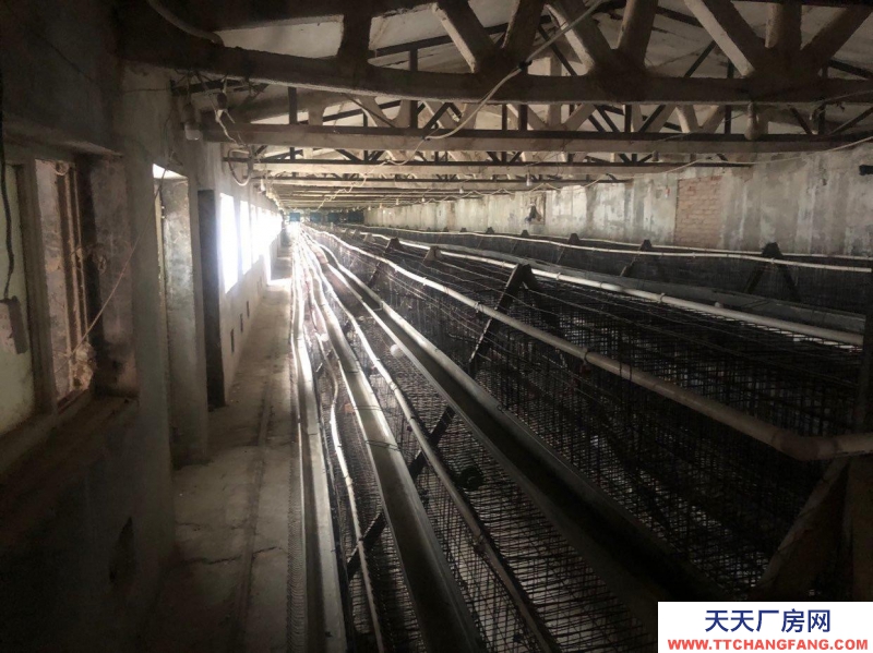 (出租) 出租廠房 房租相當(dāng)便宜可做養(yǎng)殖物流驛站餐飲