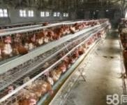 (出租)鄂州梁子湖 臨近王家鋪，有學校，可做各類倉庫，廠房等