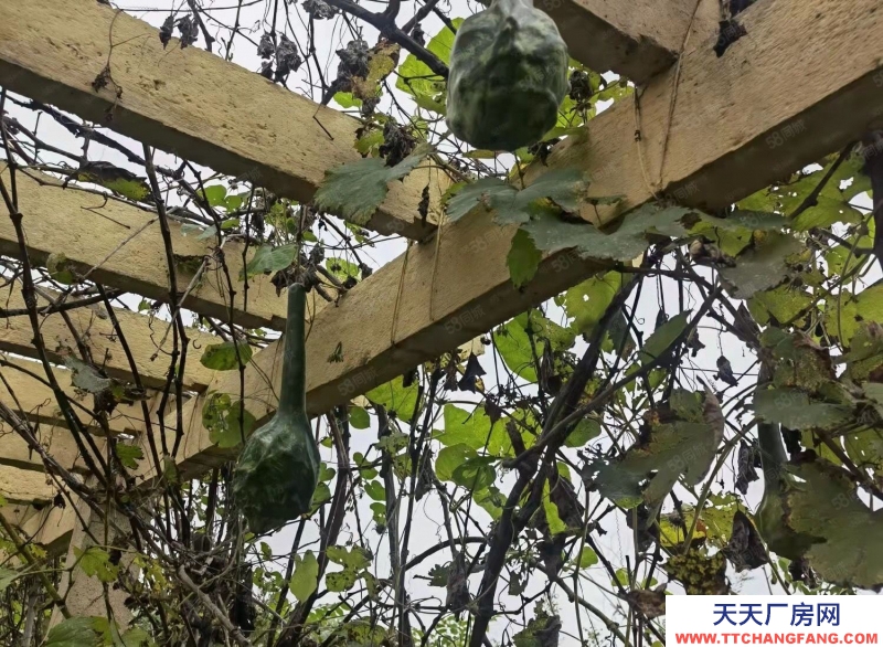 廊坊 永清 出租出售工業園區內廠房15000平米. 占地35畝手續齊全