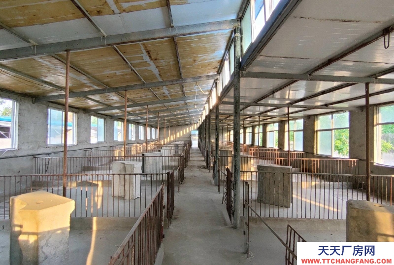 泰安新泰中型養殖場，自動化圈舍，帶自動飲水設備