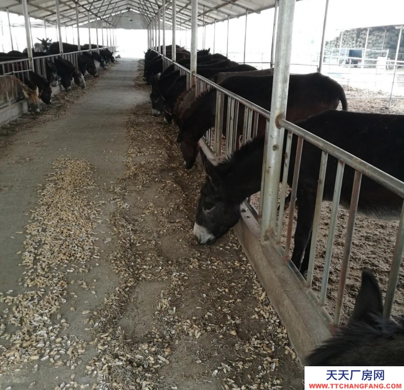 邯鄲 大名縣廠子出租！可做服裝廠，好招工！自己改造，免2年租金！