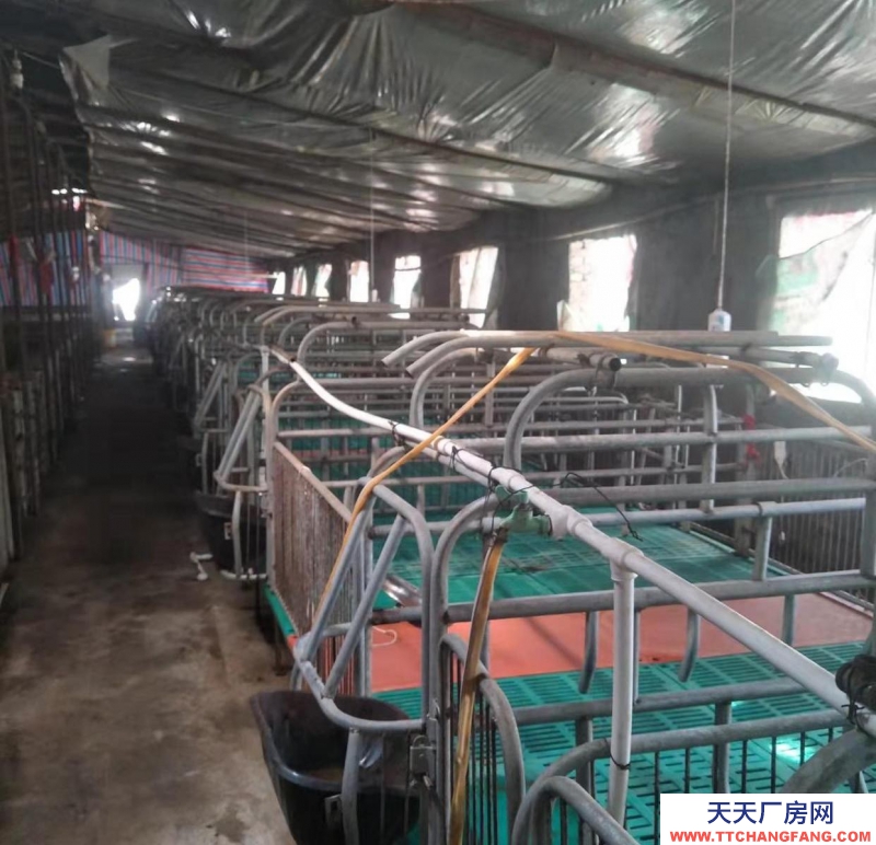 邯鄲 大名縣 養殖場，出租/出售，做工廠倉庫都可以。