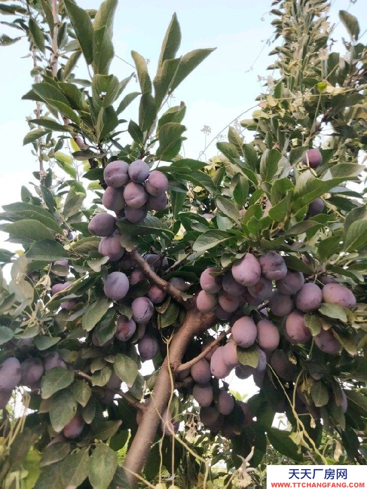 (出租) 整租，果園，超大場地，價格適合水電齊全