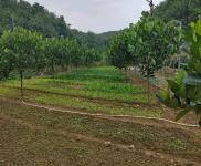 (出租) 可租可轉(zhuǎn)讓怎樣的話共有十畝，可以養(yǎng)豬與其他都可以的