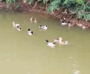 (出租) 可租可轉讓怎樣的話共有十畝，可以養豬與其他都可以的