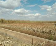 (出售) 出售自家農(nóng)場，可養(yǎng)殖，白城通榆縣興隆山鎮(zhèn)旅游區(qū)附近