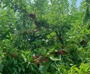 (出租) 使用權7000平米土果園出售出租