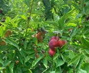 (出租) 使用權7000平米土果園出售出租