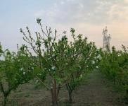 (出售) 使用權(quán)7000平米土地果園出售出租