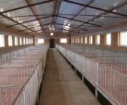 (出租) 農安靠山鎮禽畜養殖場出租