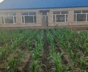 (出售) 農村住宅，院子800多平，有三間倉房