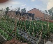 (出售) 農(nóng)村住宅，院子800多平，有三間倉房