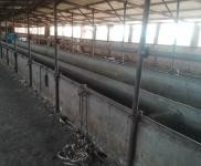 (出租) 能養(yǎng)100頭牛啥都放便，有住人的房子，