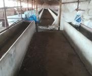 (出租) 能養(yǎng)100頭牛啥都放便，有住人的房子，