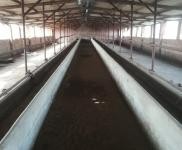 (出租) 能養(yǎng)100頭牛啥都放便，有住人的房子，