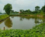 (出租) 龍?zhí)秴^(qū)龍興村三隊廠房養(yǎng)殖場出租